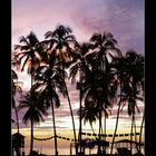 Sonnenuntergang hinter Palmen