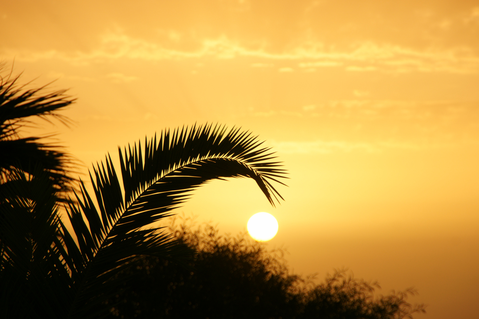 Sonnenuntergang hinter palmen