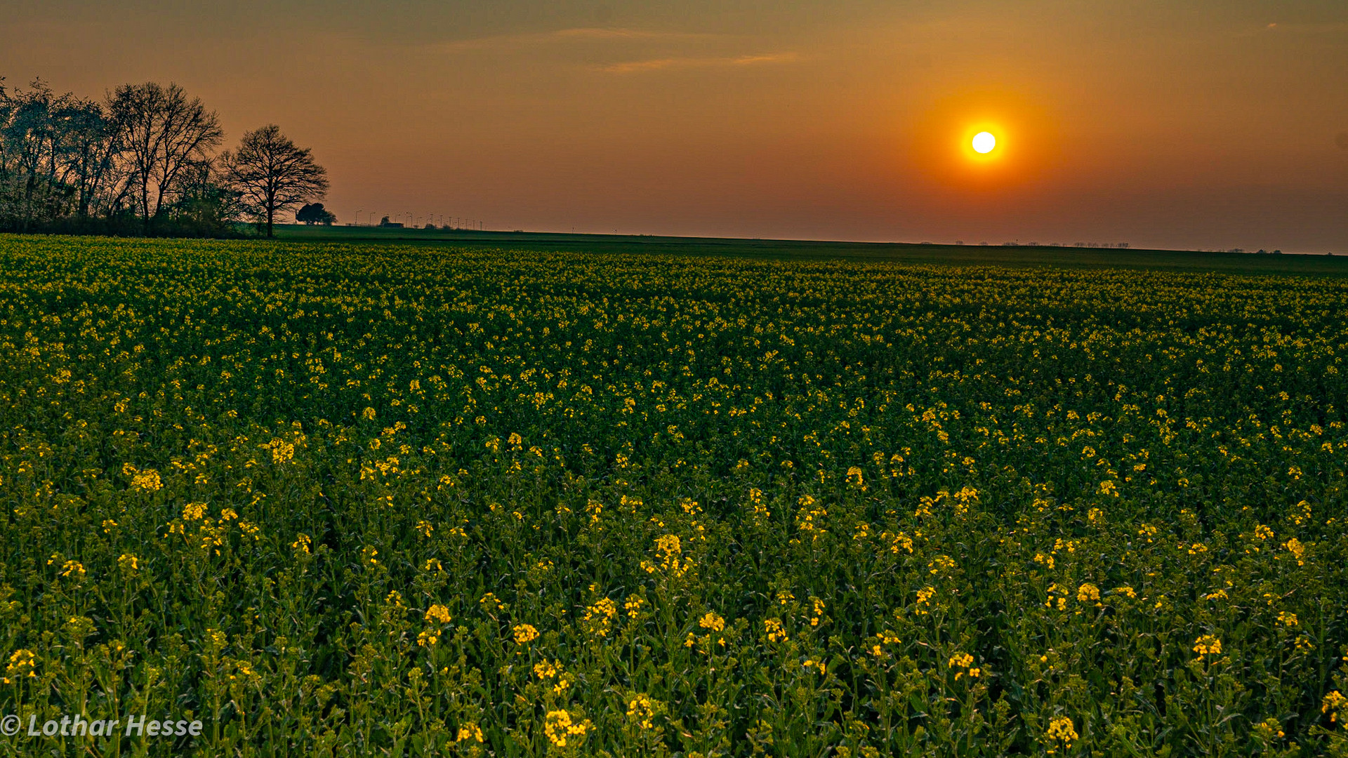 Sonnenuntergang hinter Rapsfeld