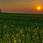 Sonnenuntergang hinter Rapsfeld