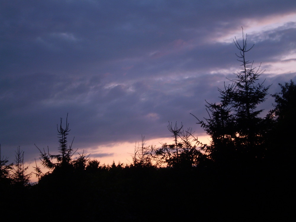 Sonnenuntergang hinter Tannen