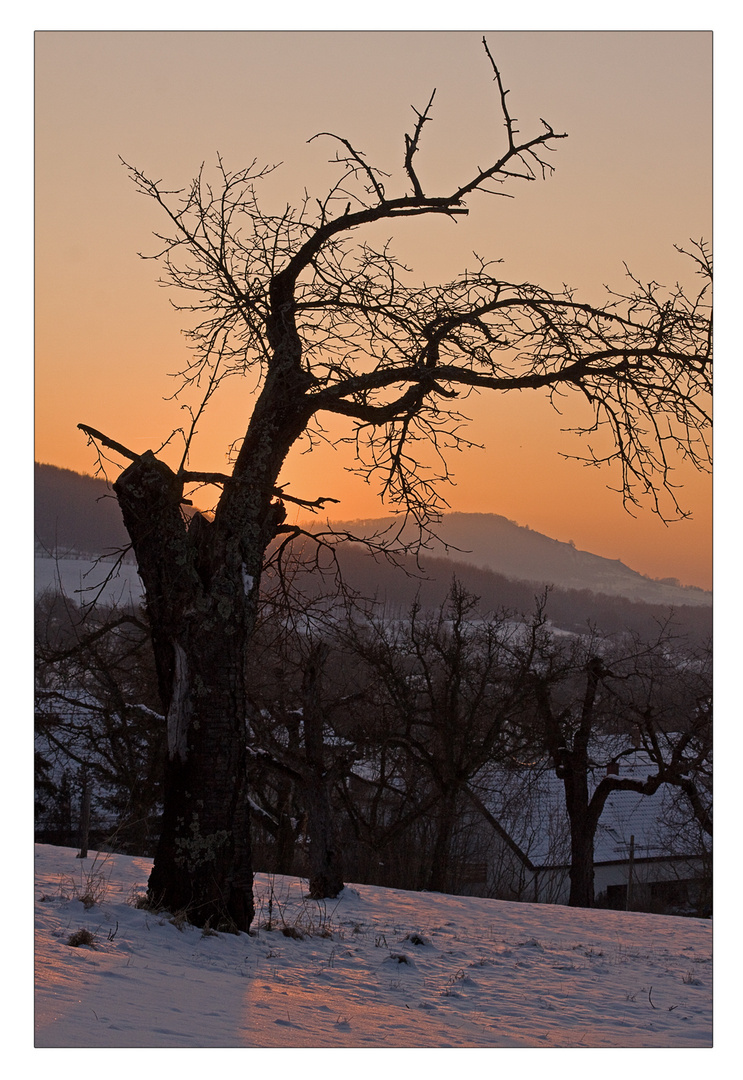 Sonnenuntergang hinterm alten Apfelbaum