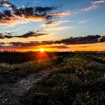 Sonnenuntergang hinterm Feld