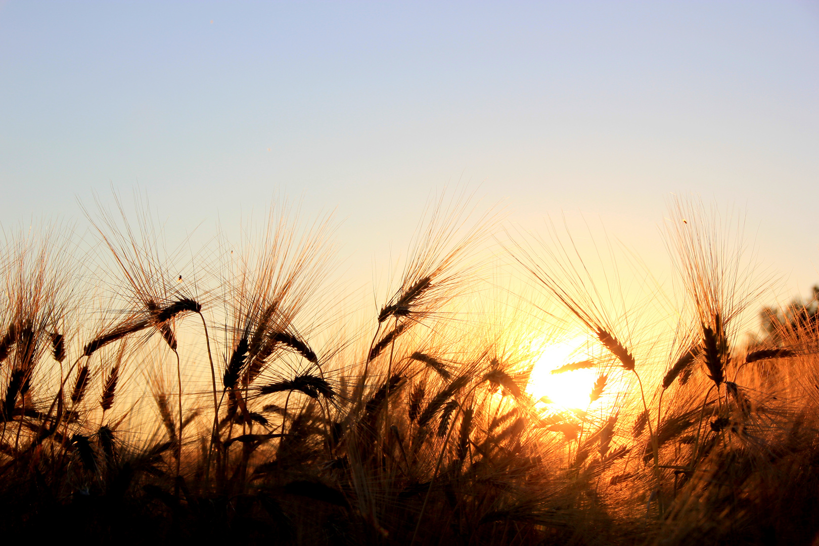 Sonnenuntergang hinter´m Feld