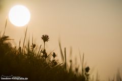Sonnenuntergang hinterm Klee ;) 13.07.2013