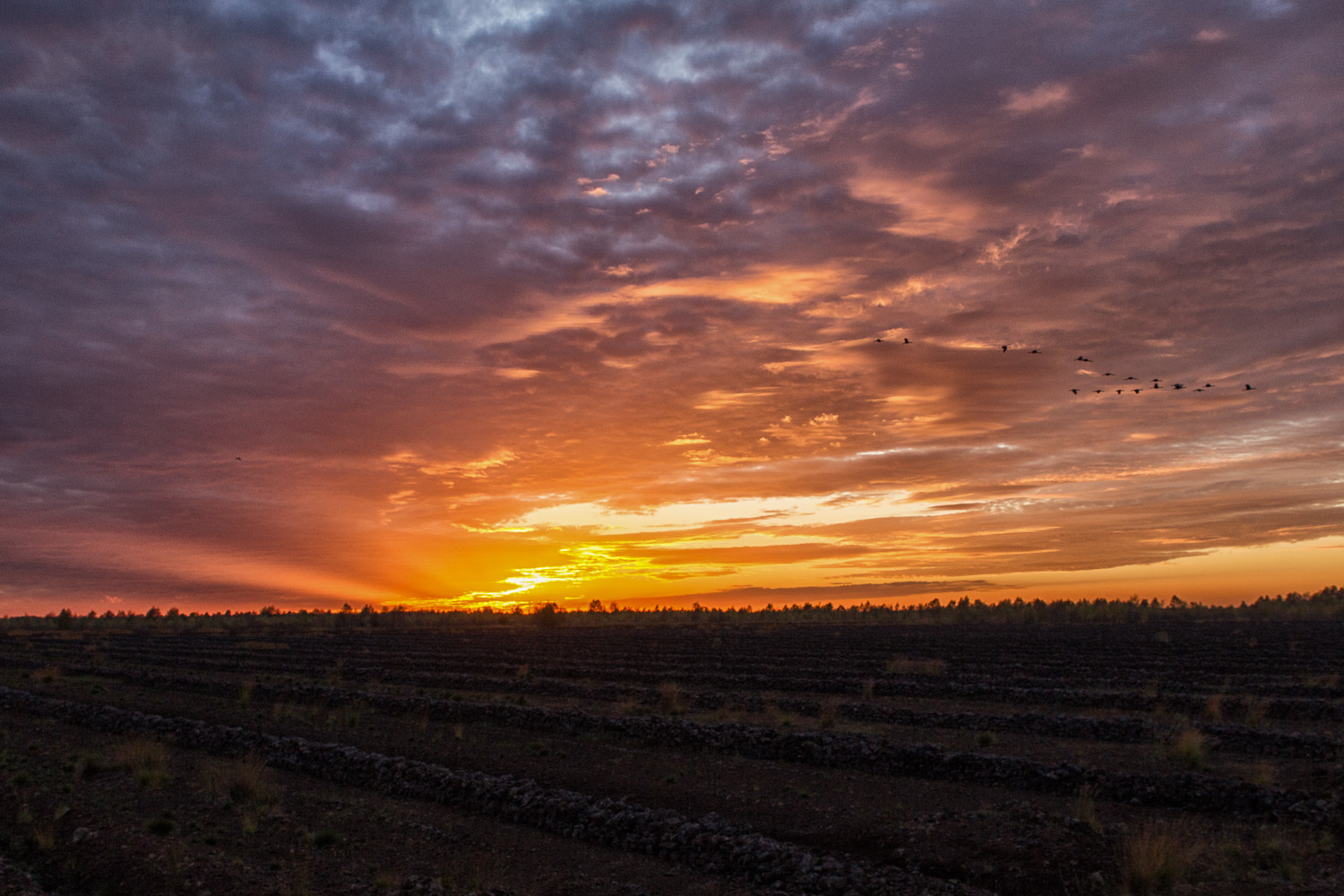 Sonnenuntergang hinterm Moor