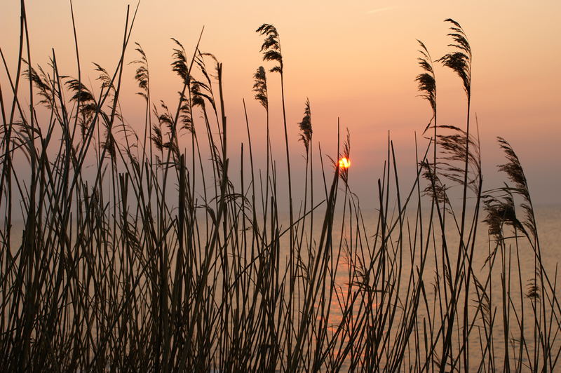 Sonnenuntergang hinterm Schilff