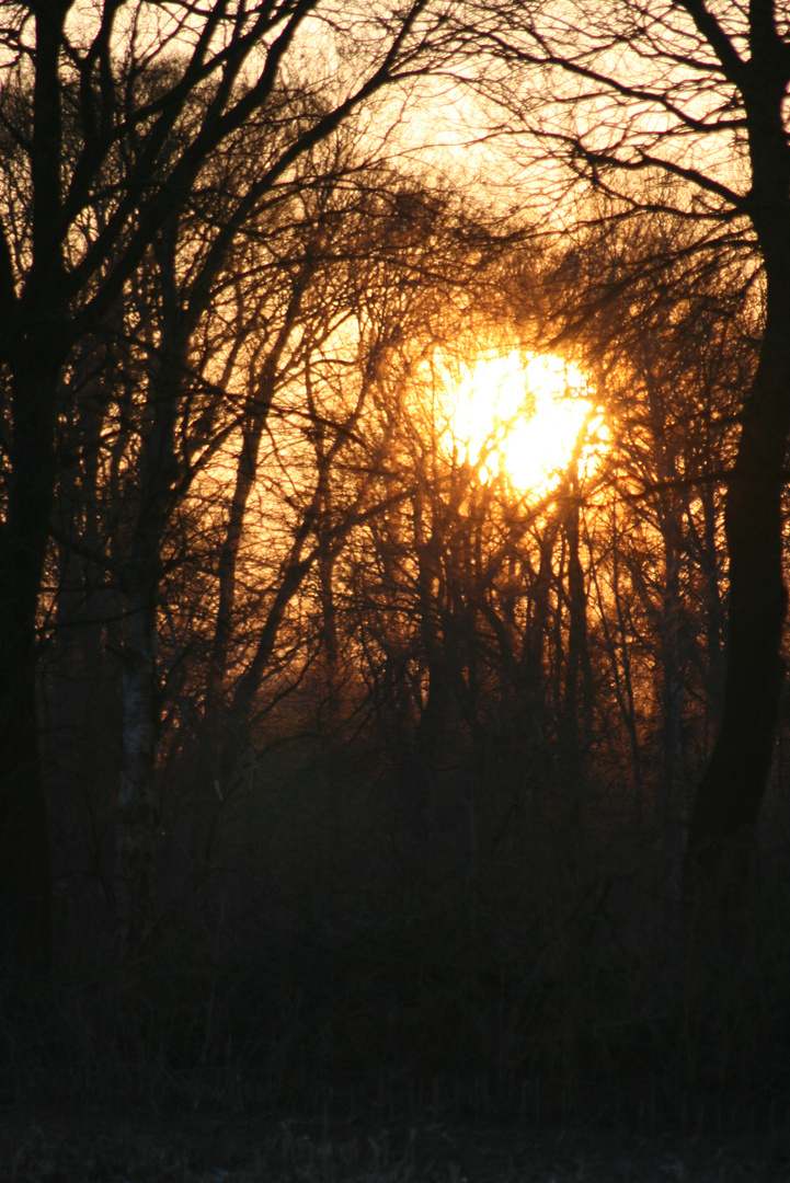 Sonnenuntergang hinterm Wald