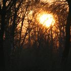 Sonnenuntergang hinterm Wald