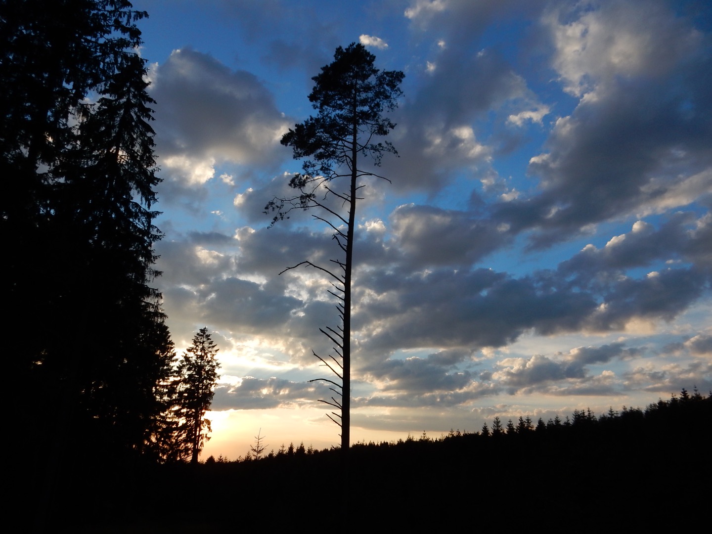 Sonnenuntergang hinterm Wald