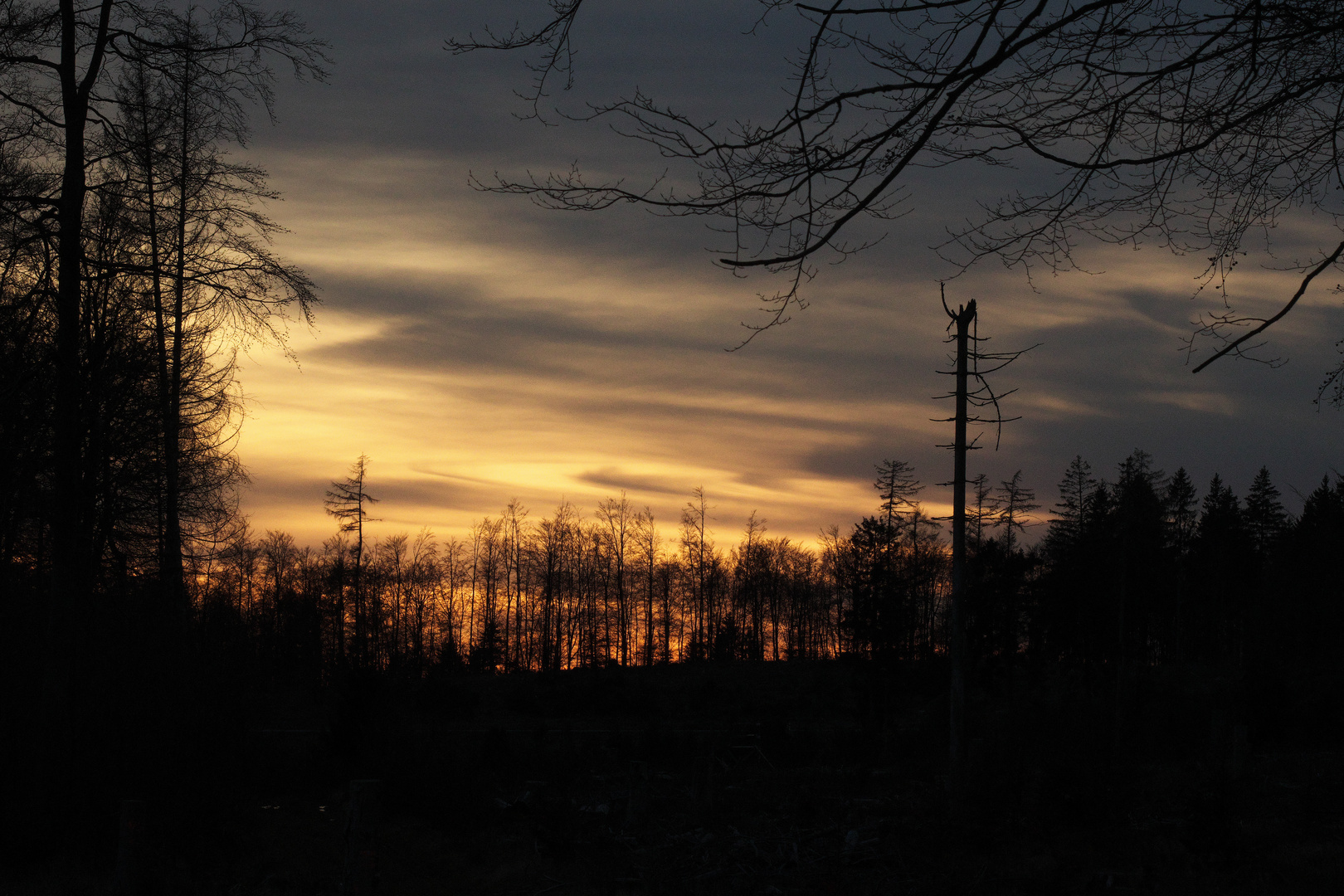 Sonnenuntergang hinterm Wald  !