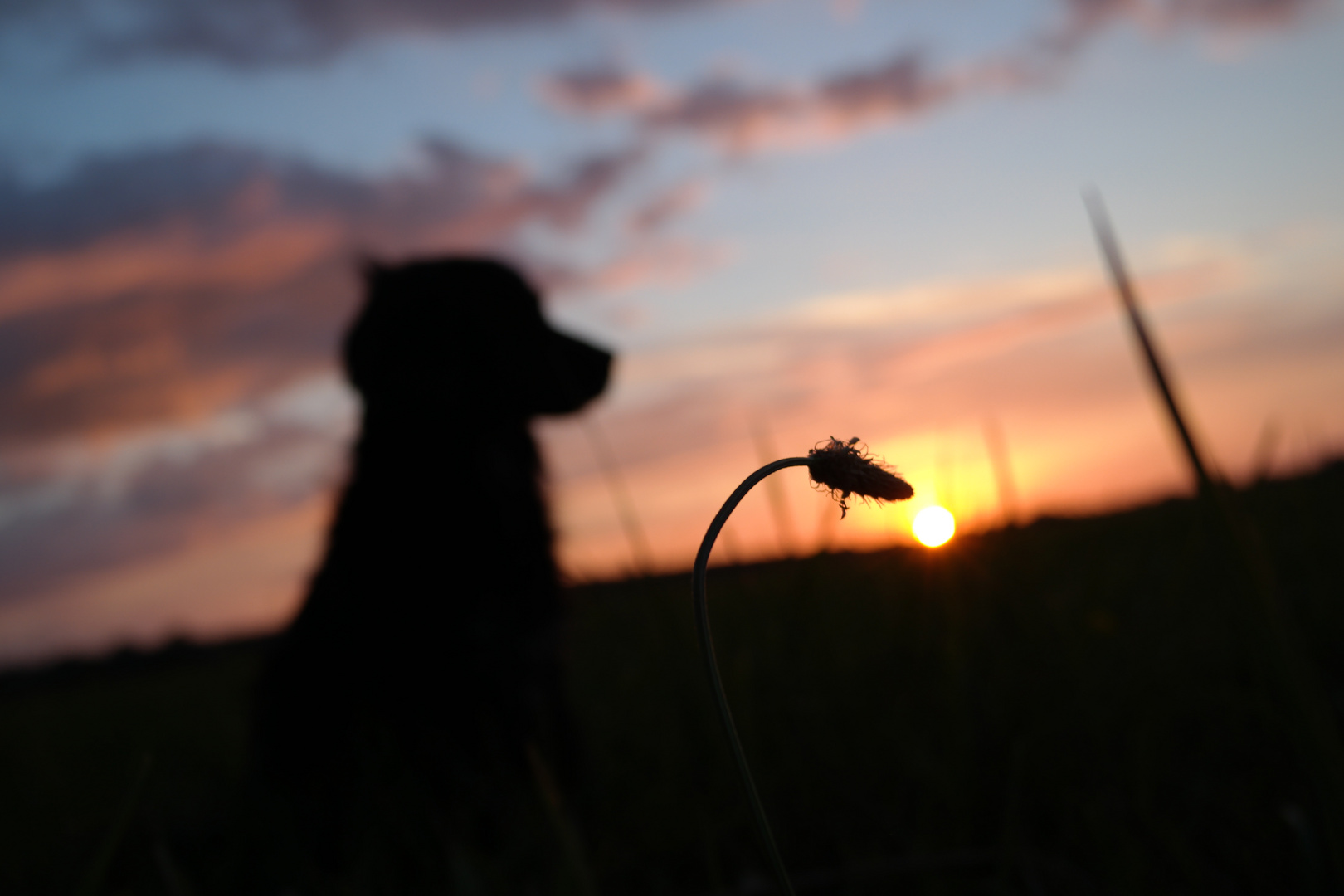 Sonnenuntergang Hund