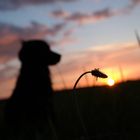 Sonnenuntergang Hund