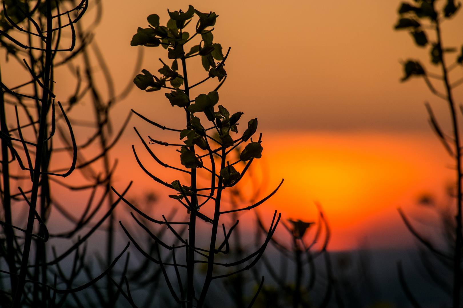 Sonnenuntergang II