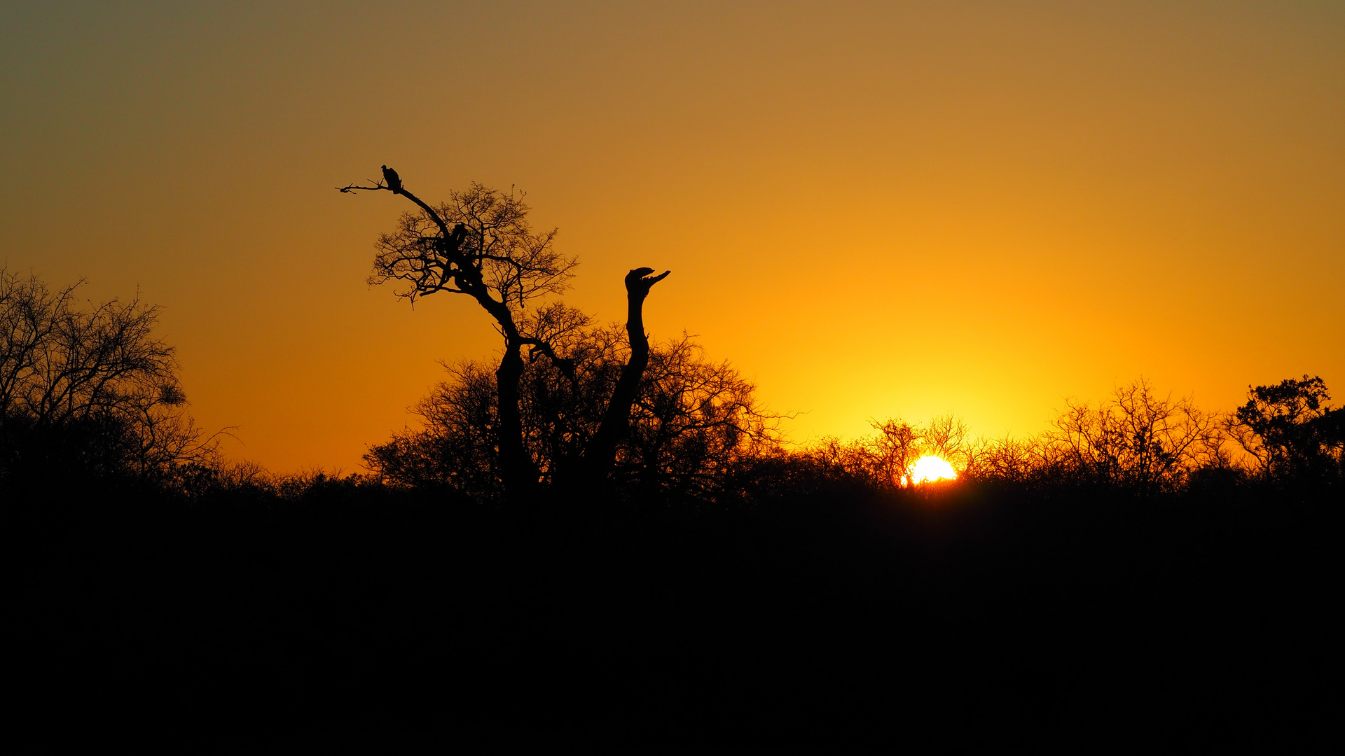 Sonnenuntergang im afrikanischen Busch