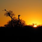 Sonnenuntergang im afrikanischen Busch