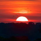 Sonnenuntergang im Amazonas Tiefland