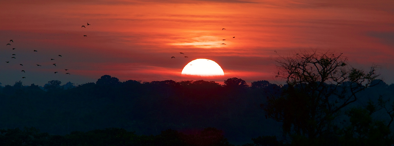 Sonnenuntergang im Amazonas Tiefland