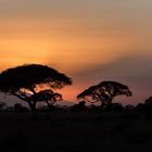 Sonnenuntergang im Amboseli