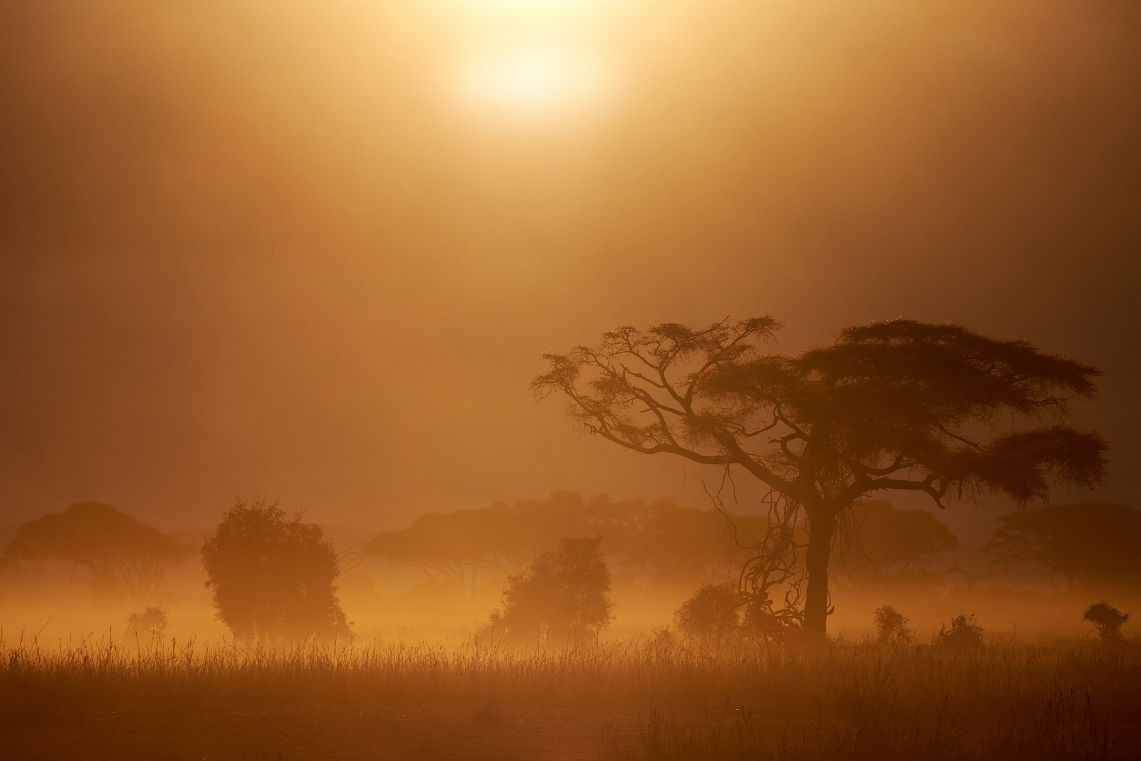 Sonnenuntergang im Amboseli-Nationalpark 