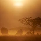 Sonnenuntergang im Amboseli-Nationalpark 