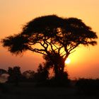 Sonnenuntergang im Amboseli Nationalpark Kenia