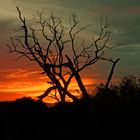 Sonnenuntergang im Amboseli NP