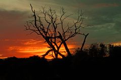 Sonnenuntergang im Amboseli NP