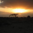 Sonnenuntergang im Amboseli-Park