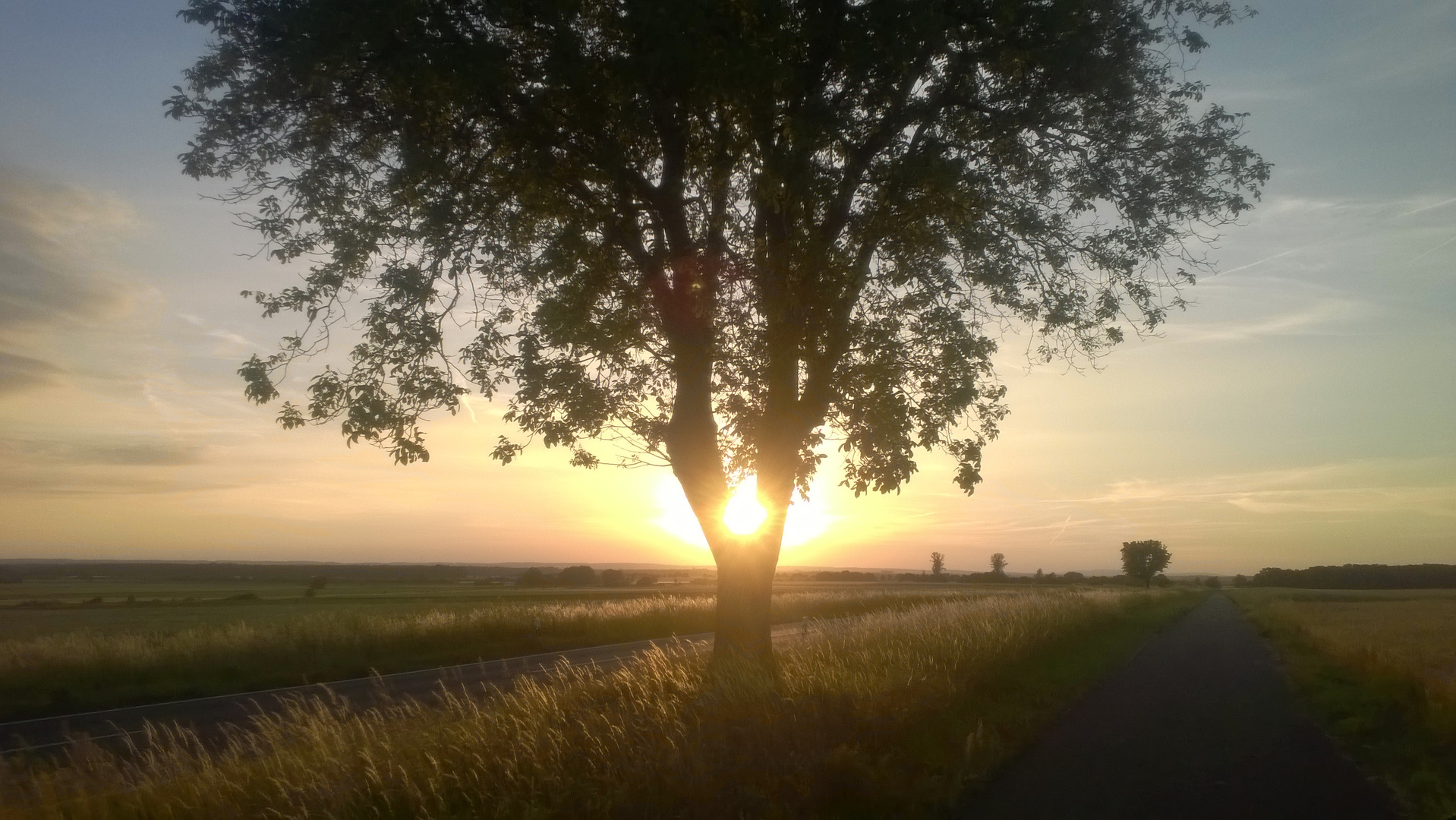 Sonnenuntergang im Baum