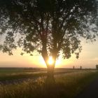 Sonnenuntergang im Baum