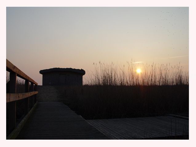 Sonnenuntergang im Beltringharder Koog