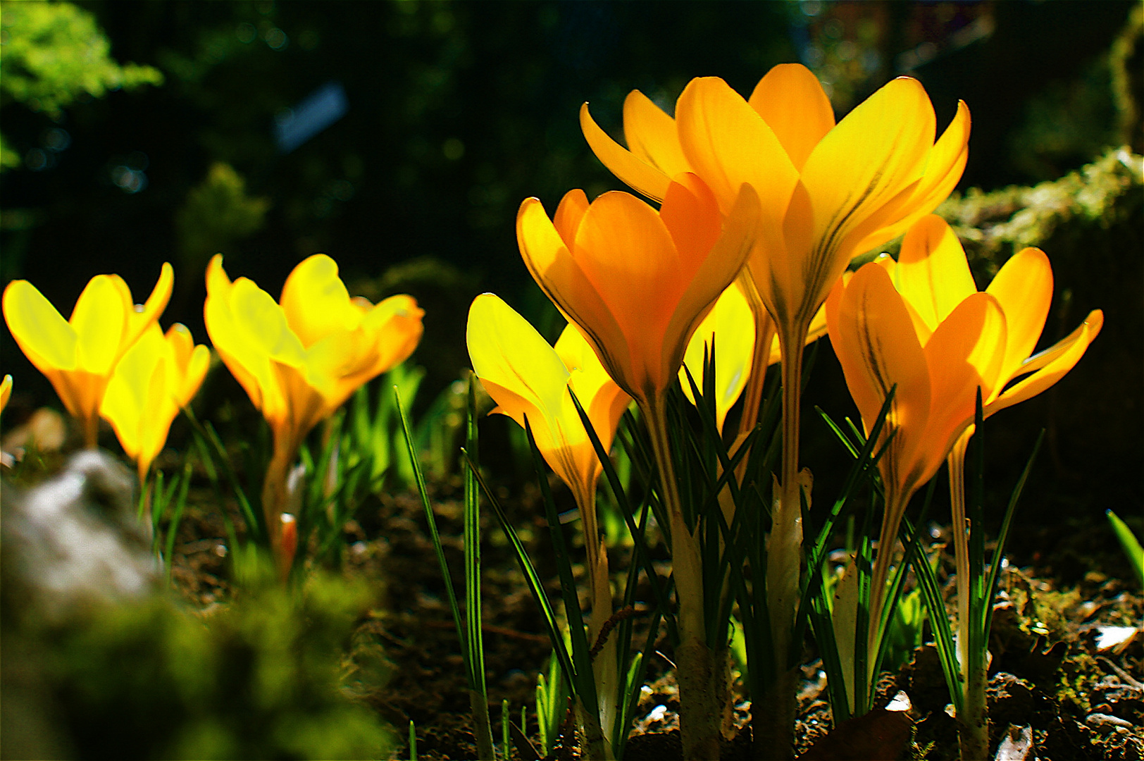 "Sonnenuntergang" im Botanischen Garten...