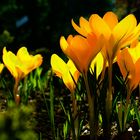 "Sonnenuntergang" im Botanischen Garten...