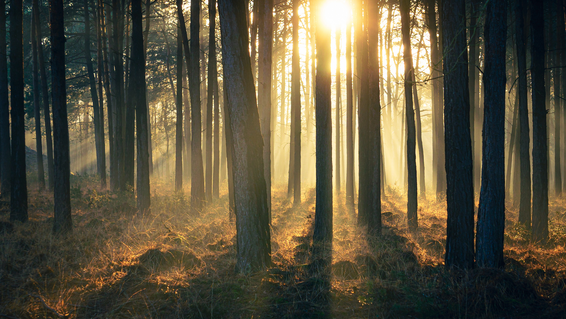 Sonnenuntergang im Brachter Wald