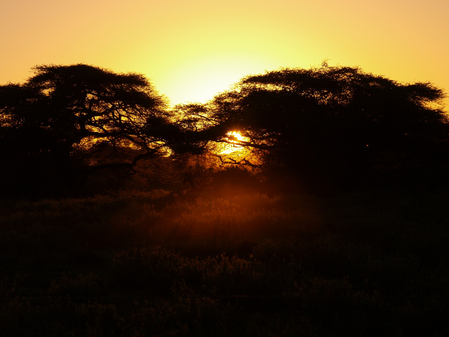 Sonnenuntergang im Busch