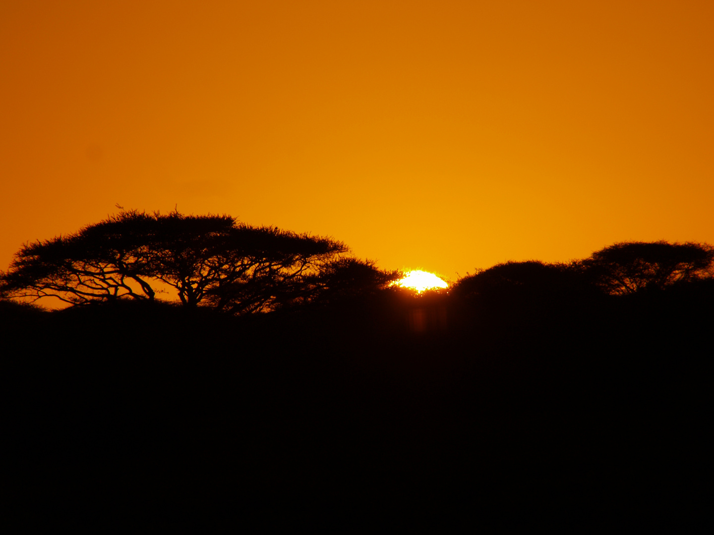 Sonnenuntergang im Busch