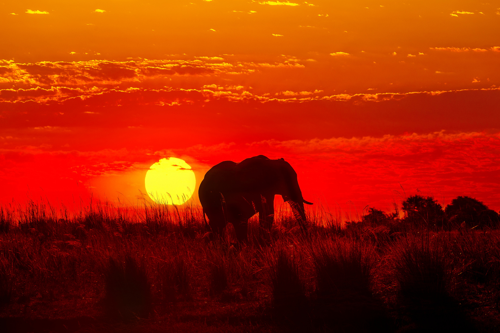 Sonnenuntergang im Chobe....