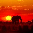 Sonnenuntergang im Chobe....