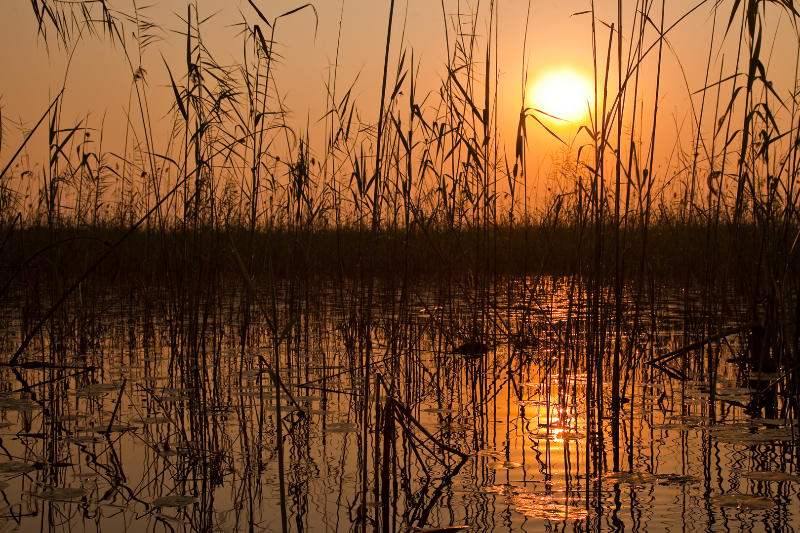 Sonnenuntergang im Delta