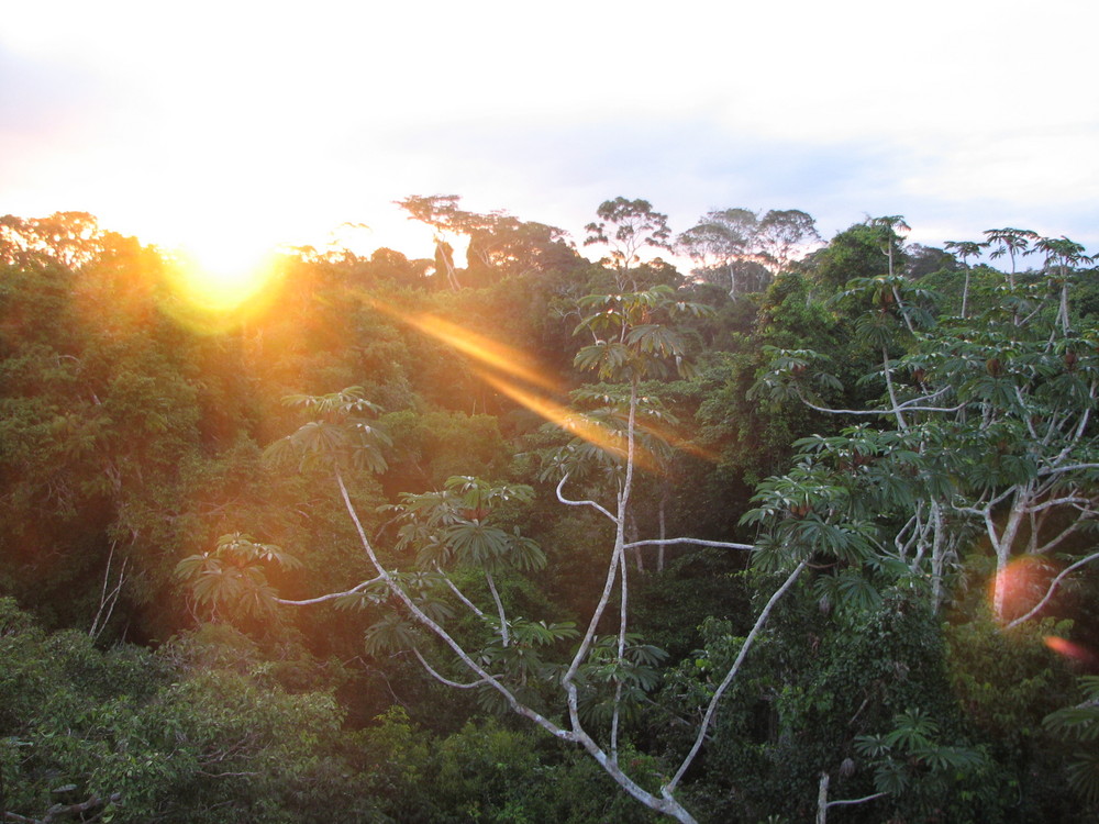 Sonnenuntergang im Dschungel...