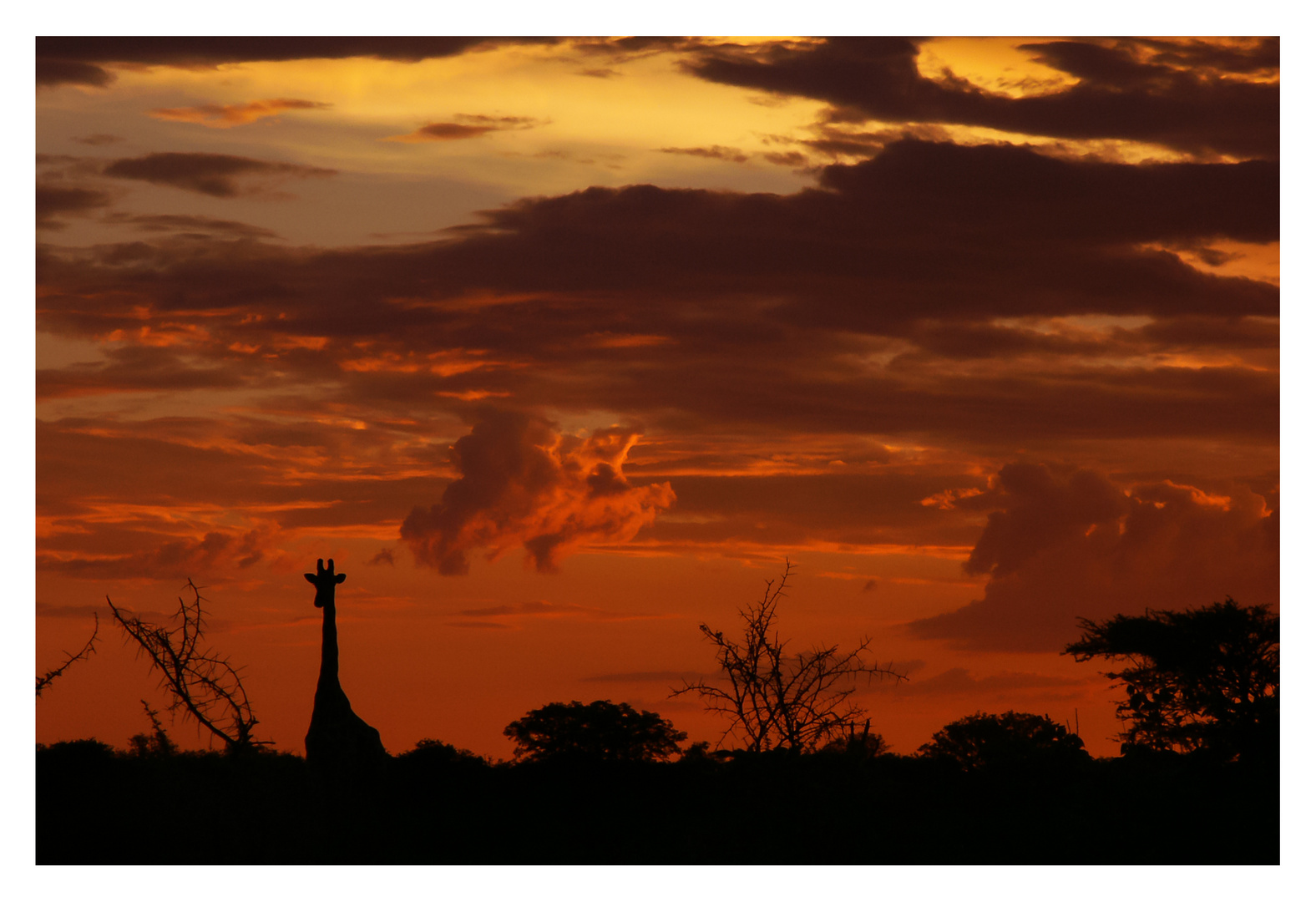 Sonnenuntergang im Etosha National Park, Namibia #2