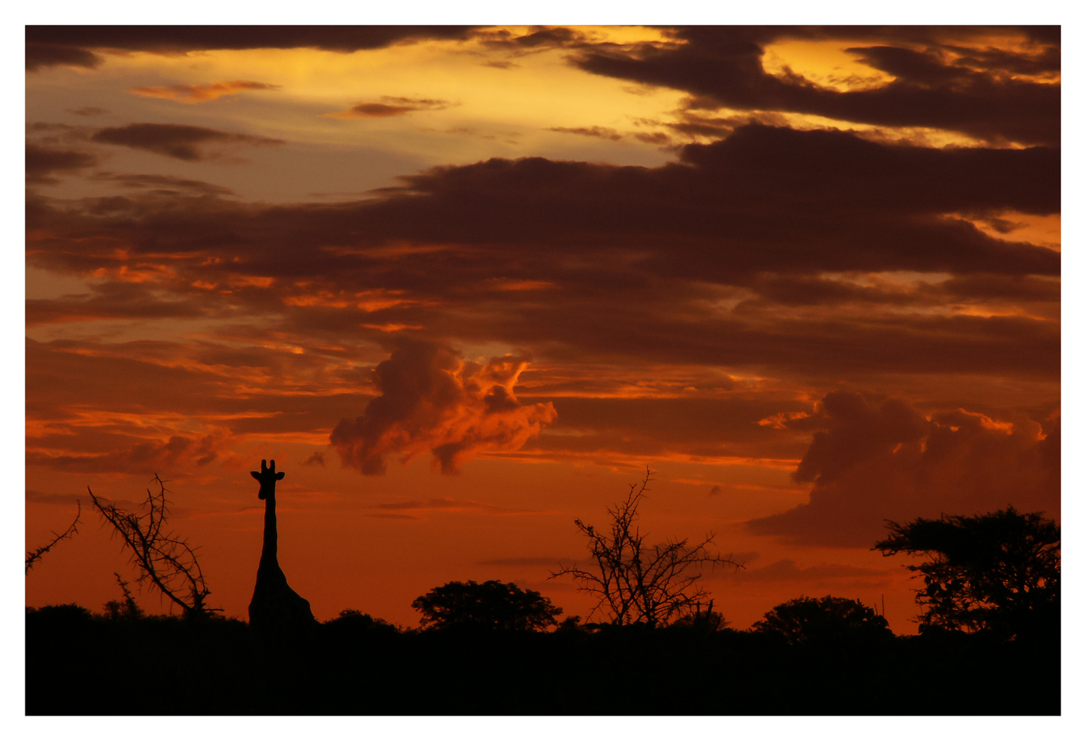 Sonnenuntergang im Etosha National Park, Namibia