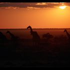 Sonnenuntergang im Etosha Nationalpark