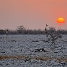 Sonnenuntergang im Etosha-Park (Namibia)