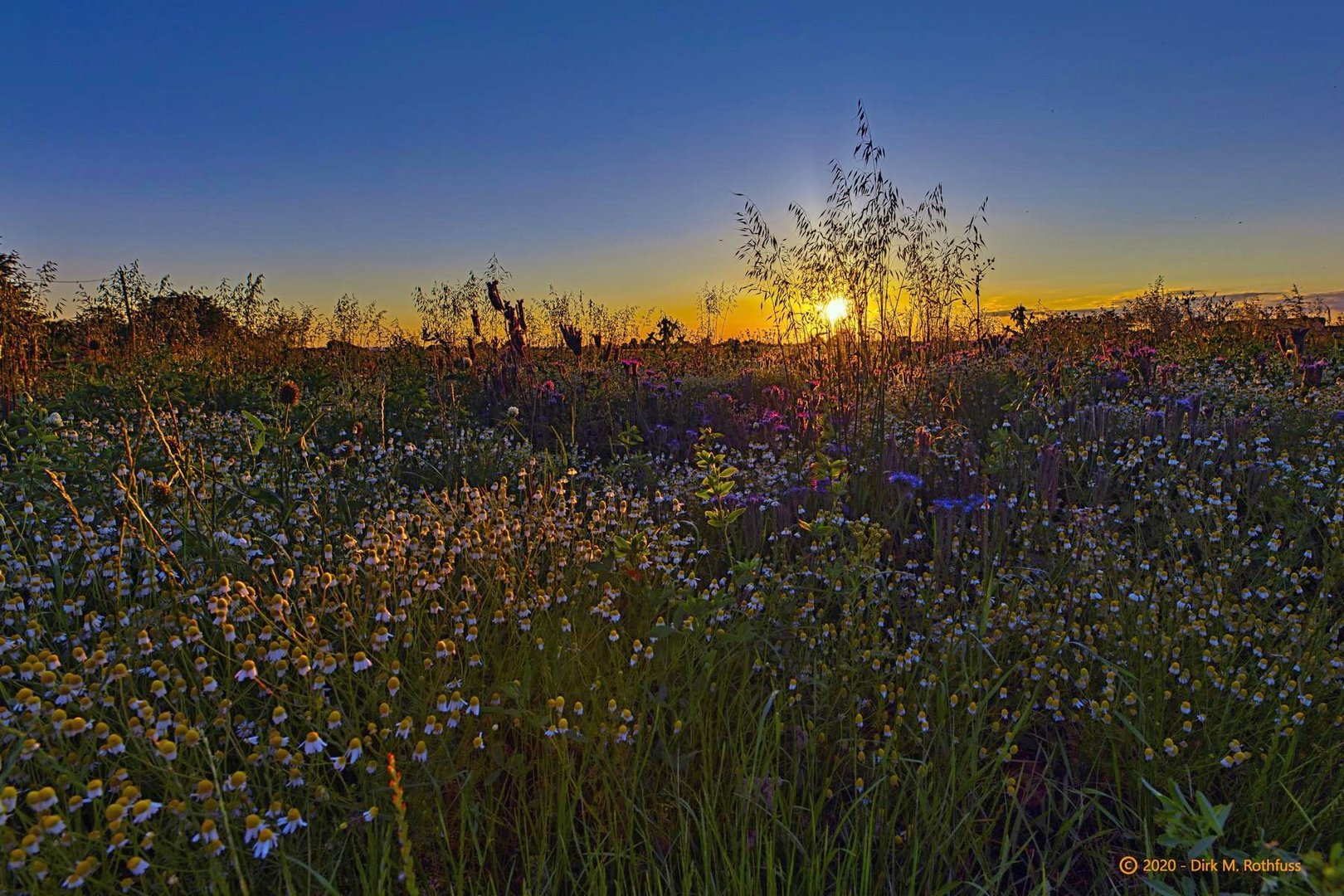 Sonnenuntergang im Feld