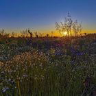 Sonnenuntergang im Feld