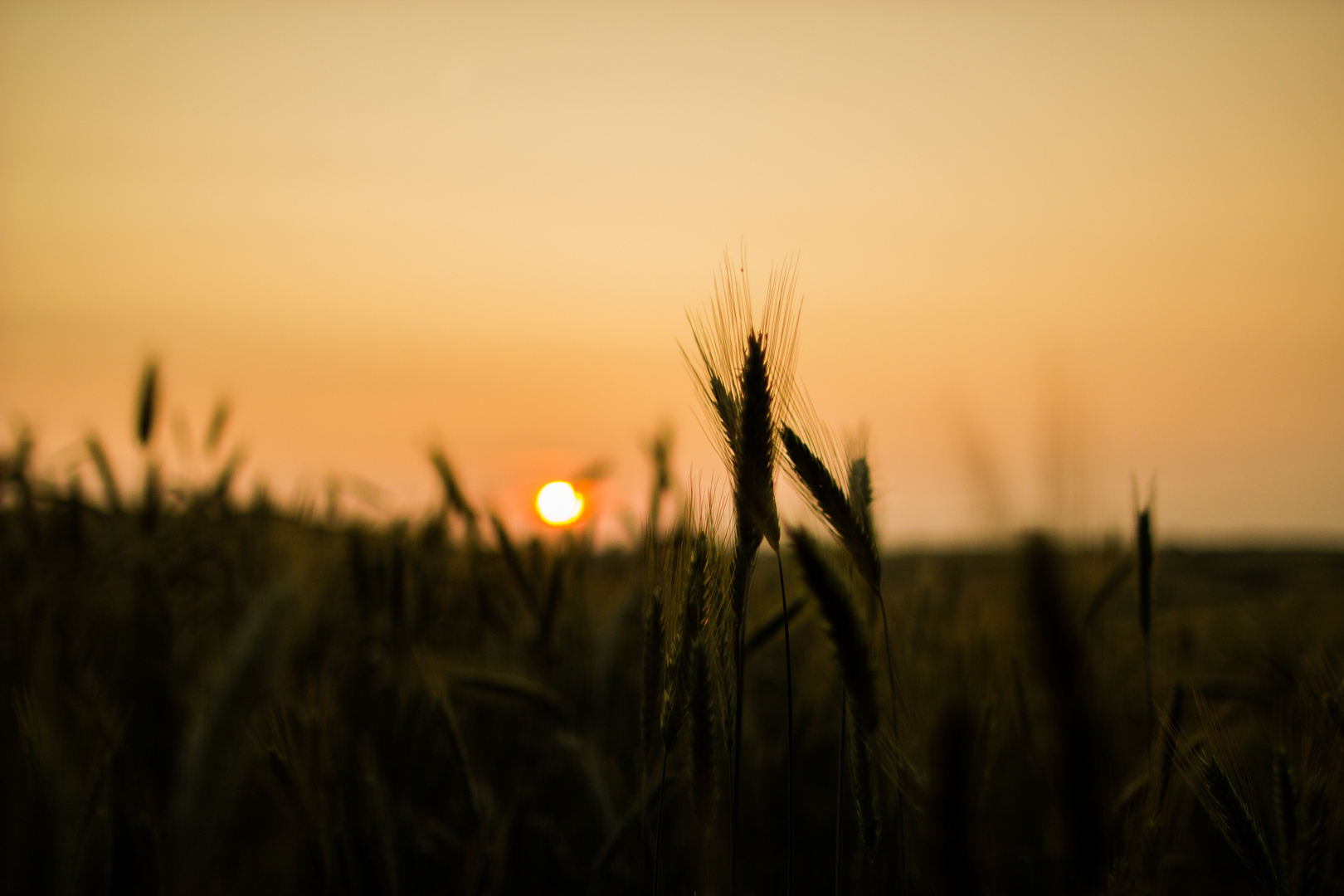 Sonnenuntergang im Feld