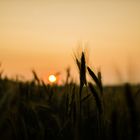 Sonnenuntergang im Feld