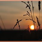 Sonnenuntergang im Feld